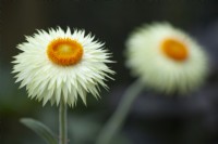 Helichrysum bracteatum 'Coco' - Everlasting Flower - May