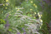 Raised border of ornamental grasses amongst Argyranthemum 'Jamaica Primrose' and Verbena bonariensis