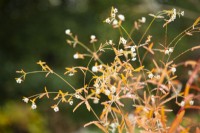 Euphorbia corollata - October