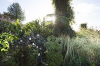 Mixed border with Dahlia 'Twynings After Eight', Begonia luxurians and Cortaderia 'Silver Comet' with the sun shining through Tetrapanax 'Rex' and a Clematis tower.