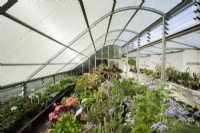 Nursery greenhouse with selection of tender perennials