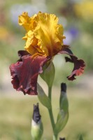 Tall Bearded Iris 'Supreme Sultan'
Hybridizer: Schreiner, 1987