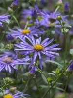 Symphyotrichum patens - Late summer flowering Aster