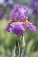 Historic Tall Bearded Iris 'Crispette' 
Hybridizer: Robert Schreiner, 1954