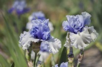  Tall Bearded Iris 'Wintry Sky' 
Hybridizer: Keith Keppel, 2002