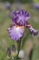 Tall Bearded Iris 'Glory Bound' 
Hybridizer: Roger Nelson, 1974