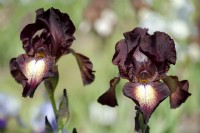 Historic Tall Bearded Iris 'High Life' 
Hybridizer: Schreiner, 1964