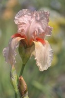Historic Tall Bearded Iris 'Tahiti Sunrise'
Hybridizer: Larry Ernst, 1965
