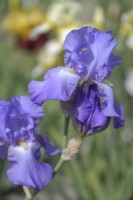 Historic Tall Bearded iris 'Violet Harmony'
Hybridizer: Edith Lowry, 1948
