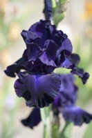 Tall Bearded Iris 'Slovak Sapphire'
Hybridizer: Anton Mego, 2003
