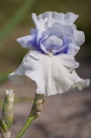 Tall Bearded Iris 'Little Much'
Hybridizer: Joseph Ghio, R. 1984
