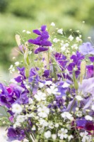 Bouquet of flowers containing Gypsophila elegans 'Covent Garden', Salvia viridis 'Blue Monday', Briza maxima, Lathyrus 'Matucana' and 'Midnight Blues' Sweet Peas