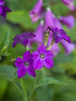 Nicotiana x sanderae 'Perfume Deep Purple' - Tobacco Plant - June