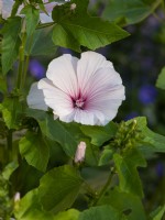 Lavatera trimestris 'Dwarf Pink Blush' - Annual Mallow - June