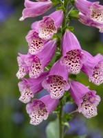Digitalis purpurea 'Dotty Warm Rose' - Foxglove - July