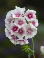 Phlox drummondii grandiflora 'Blushing Bride' - Annual Phlox - July