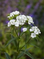 Dianthus barbatus 'Albus' - Sweet Williams - June