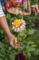 Hand holding Dahlia flower ready to cut with snips