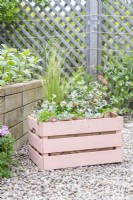 Wooden crate planted with Osteospermum, Helichrysum 'Silver', Stipa tenuissima, Geranium Variegated 'Frank Headley', Antirrhinum 'Rose Pink', Calibrachoa 'Can Can Double Apricot' and Dichondra 'Silver Falls'