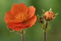 Geum  'Tosai'  Avens flower and bud  May

