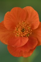 Geum  'Tosai'  Avens  May