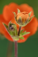 Geum  'Tosai'  Avens flower bud  May