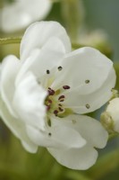 Pyrus communis  'Conference'  Pear blossom  April