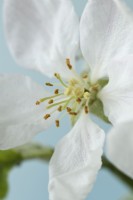 Malus domestica  'Golden Delicious'  Apple blossom May