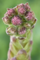 Sempervivum arachnoideum  Cobweb houseleek buds on flower stalk  June
