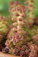 Sedum oreganum  Oregon stonecrop flower stalk forming in terra cotta pot  May