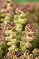 Sedum oreganum  Oregon stonecrop flower stalks forming  May