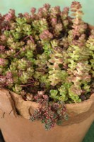 Sedum oreganum  Oregon stonecrop growing over edge of broken terra cotta pot  May