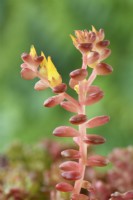 Sedum oreganum  Oregon stonecrop buds on flower stalk June