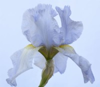 Iris  'Jane Phillips'  Tall Bearded Iris  May
