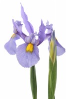 Iris  'Pink Panther'  Dutch iris  Flower and bud  May
