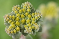 Sedum spathulifolium  'Cape Blanco'  Spoon-leaved stonecrop  May