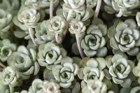 Sedum spathulifolium  'Cape Blanco'  Spoon-leaved stonecrop  May