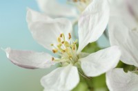 Malus domestica  'Golden Delicious'  Apple blossom May