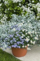 Felicia amelloides and Helichrysum petiolare in a container. Blue and white Cape Asters. May