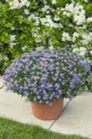 Felicia amelloides 'Bellicia' growing in a container. Cape Aster. May