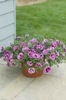 Petunia 'Tumbelina Francesca' flowering in a container on a patio. June