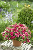 Petunia 'Tumbelina Cherry Ripple' growing in a pot on a garden table. May