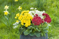 Primula 'Pollyanna Sunny Yellow', 'Touch of Gold' and 'Frosty White' planted in a container for a spring garden display. March