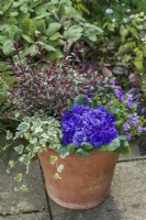 Primula 'Prima Belarina Blue Champion'. Double primrose in container with campanula, hebe and ivy. April