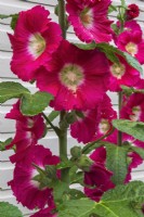 Alcea rosea - Common Hollyhock in summer.