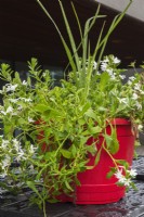 Scaevola aemula 'Whirlwind White' - Fairy Fan Flower growing in red container in summer.