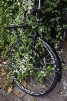 Fallopia baldschuanica Russian-vine takes over a parked bicycle in Amsterdam The Netherlands