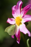 Brimstone butterfly on Dahlia Honka Pink in August