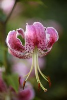 Lilium speciosum var. rubrum 'Uchida', Turk's cap lily in August