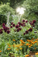 Dahlias and marigolds in an August garden